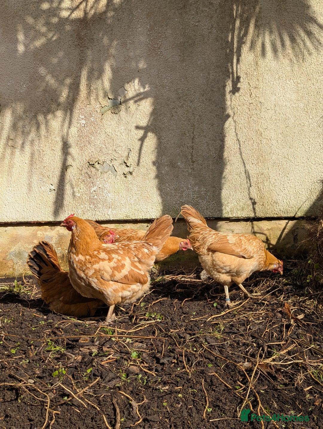 Chickens poultry for sale: Marsh daisy chickens  - Advert 2