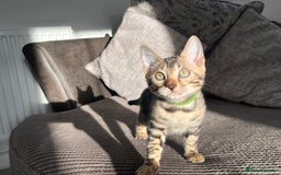 Bengal cats for sale: Stunning full pedigree bengal kittens  - Image 2