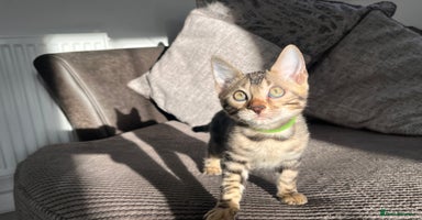 Bengal cats - Advert 5