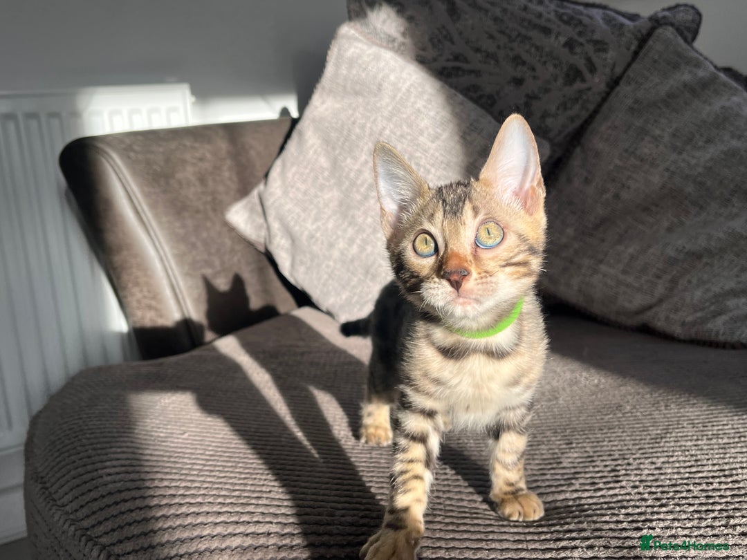 Bengal cats for sale: Stunning full pedigree bengal kittens  - Image 2