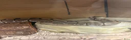 Python Snake reptiles for sale: 2 year old royal python with setup  in Bedworth - Advert 5