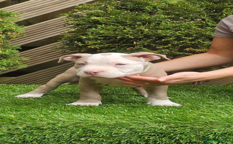American Bully dogs - Advert 1