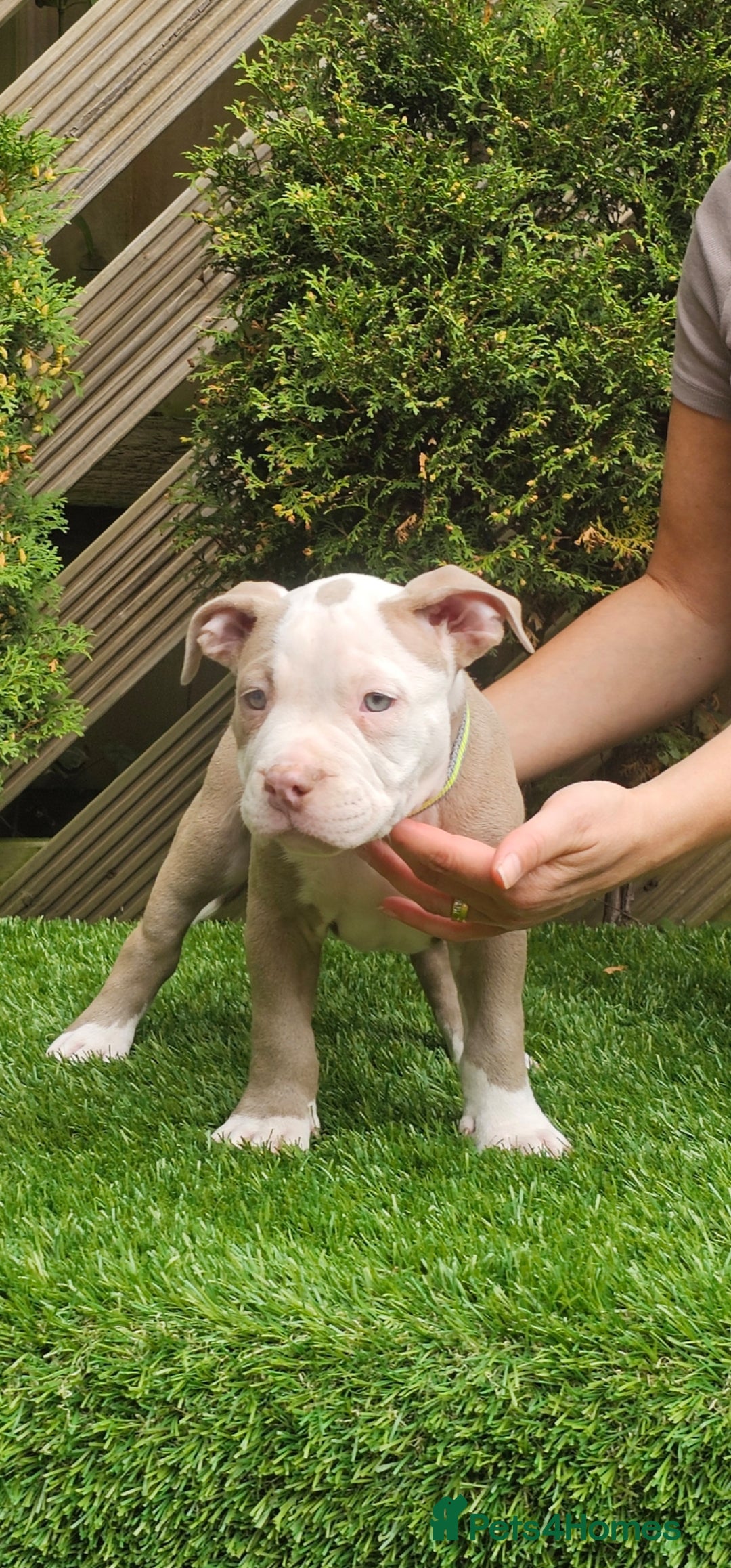 American Bully dogs for sale: 9 week old pocket bully pups, well known bloodline - Image 8