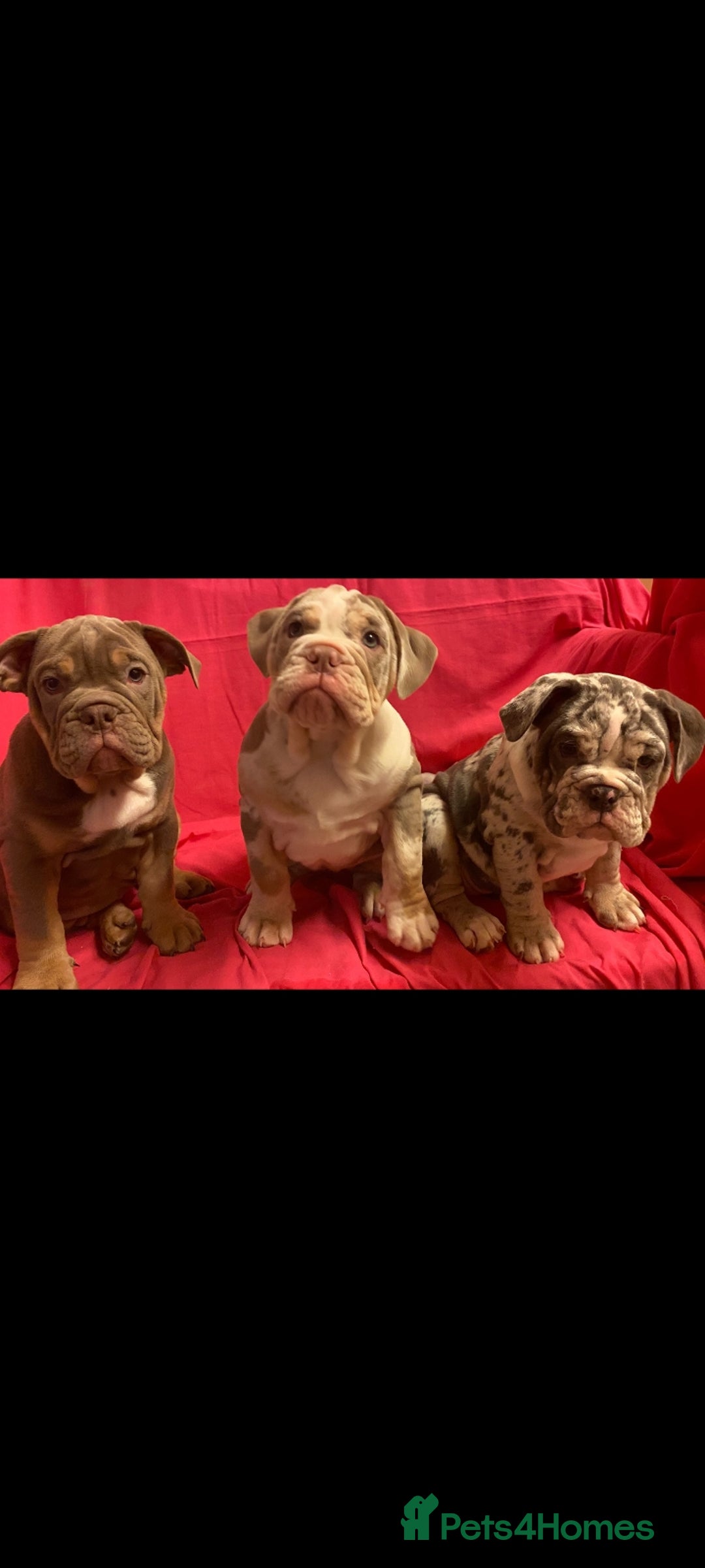 Mixed Breed dogs for sale: F1 olde English bulldog - Advert 21