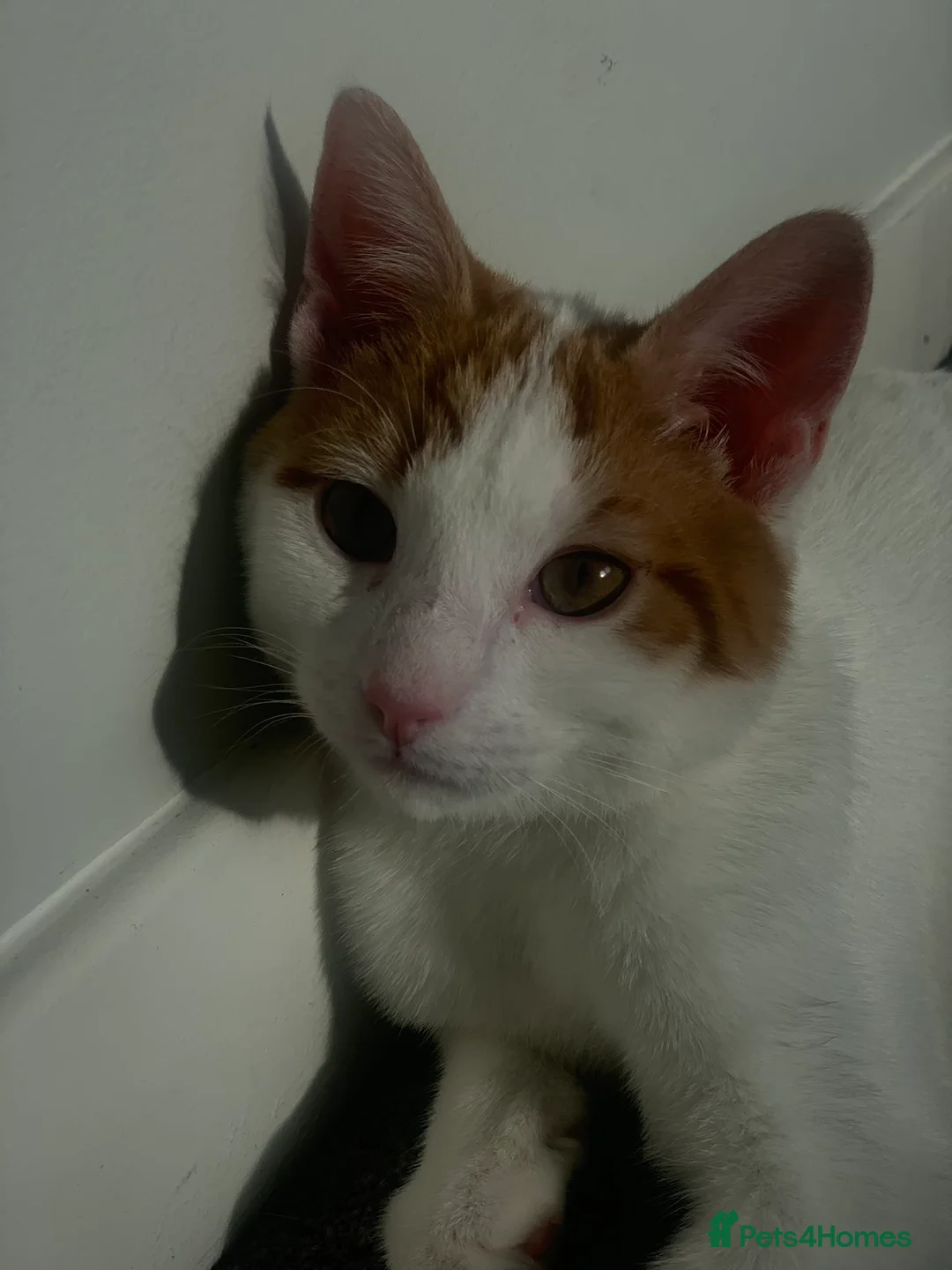 Mixed Breed cats for sale: Kitten for sale in Galston - Advert 2