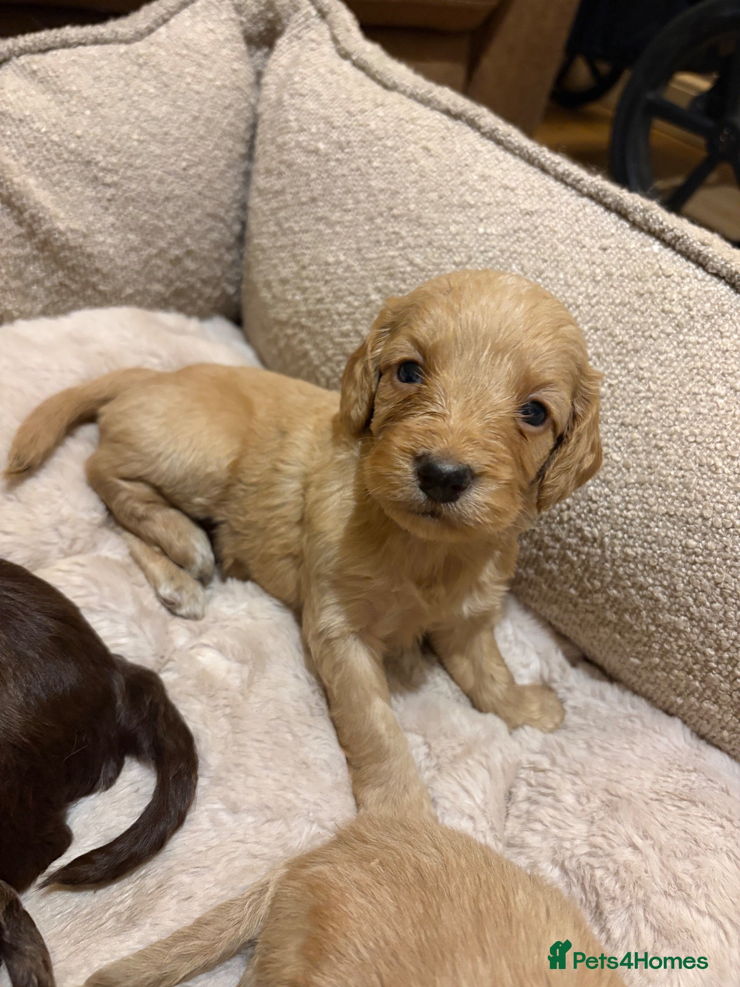 Cockapoo dogs F1 Beautiful cockapoo puppies 🐶  - Advert 18