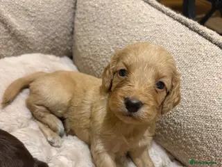 Cockapoo dogs F1 Beautiful cockapoo puppies 🐶 - Advert 18