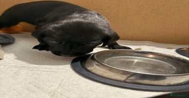 Labrador Retriever dogs - Advert 2