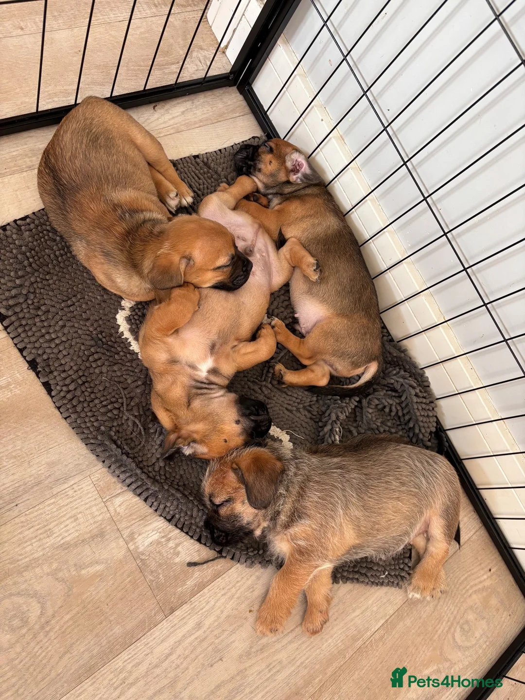 Mixed Breed dogs for sale: Beautiful puppies looking for forever homes  in Beccles - Advert 2