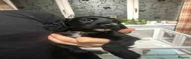 Cocker Spaniel 8