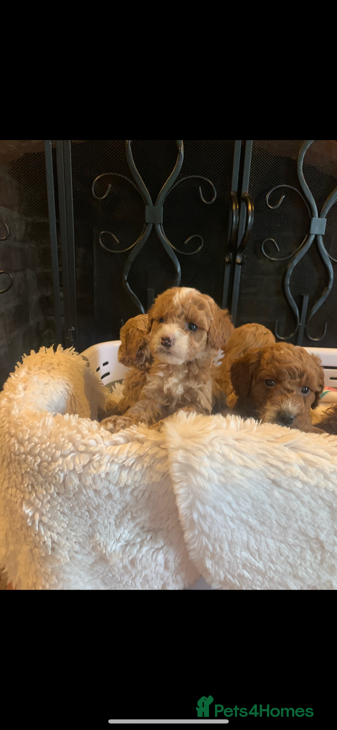 Cockapoo dogs for sale: F1b cockapoo  - Advert 5