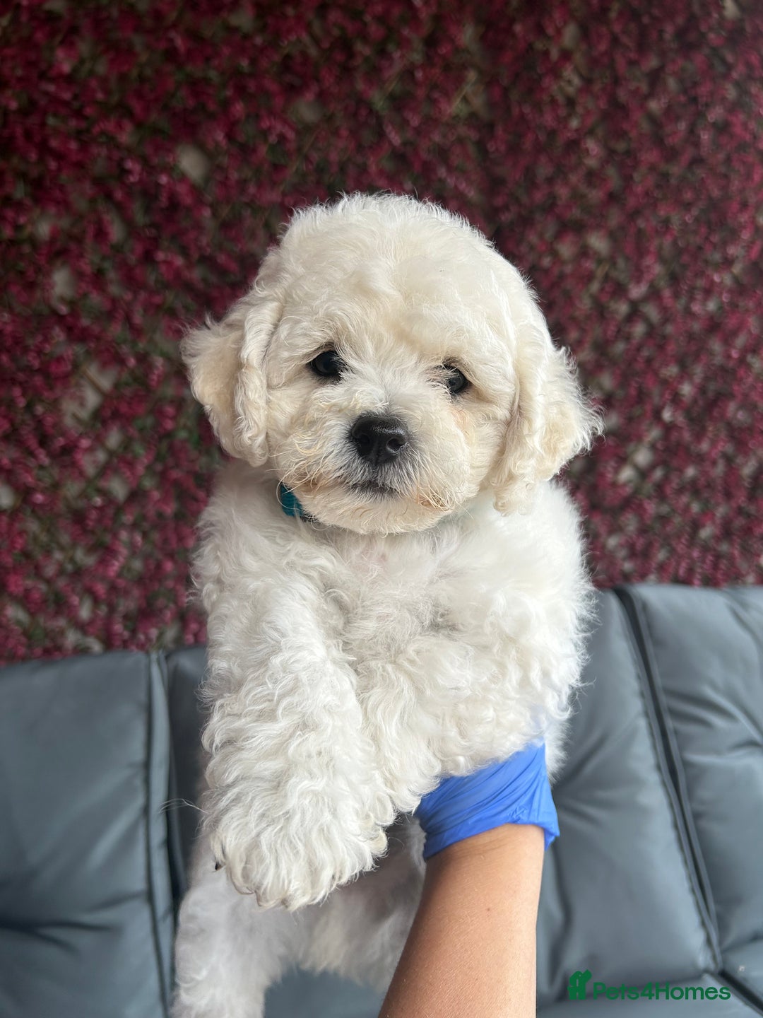 Bichon Frise dogs for sale: Bichon Frise Puppies  - Image 31