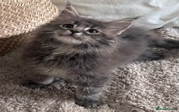 Maine Coon cats for sale: Beautiful full Maine Coon kittens ready now 😻 - Image 9