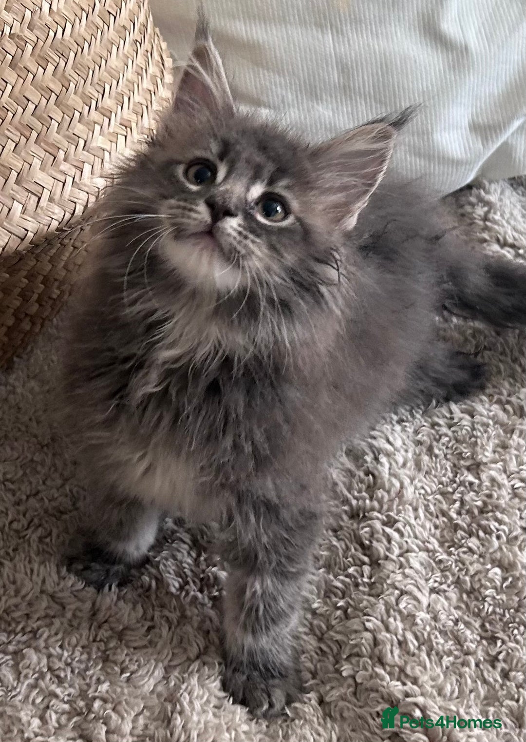 Maine Coon cats for sale: Beautiful full Maine Coon kittens ready now 😻 - Image 9
