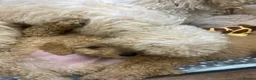 Goldendoodle dogs for sale: Standard GoldenDoodle Puppies - Advert 8
