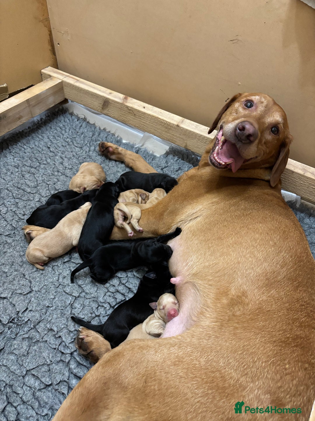 Labrador Retriever dogs for sale: Beautiful yellow & black Labrador pups (KC Reg) - Advert 5