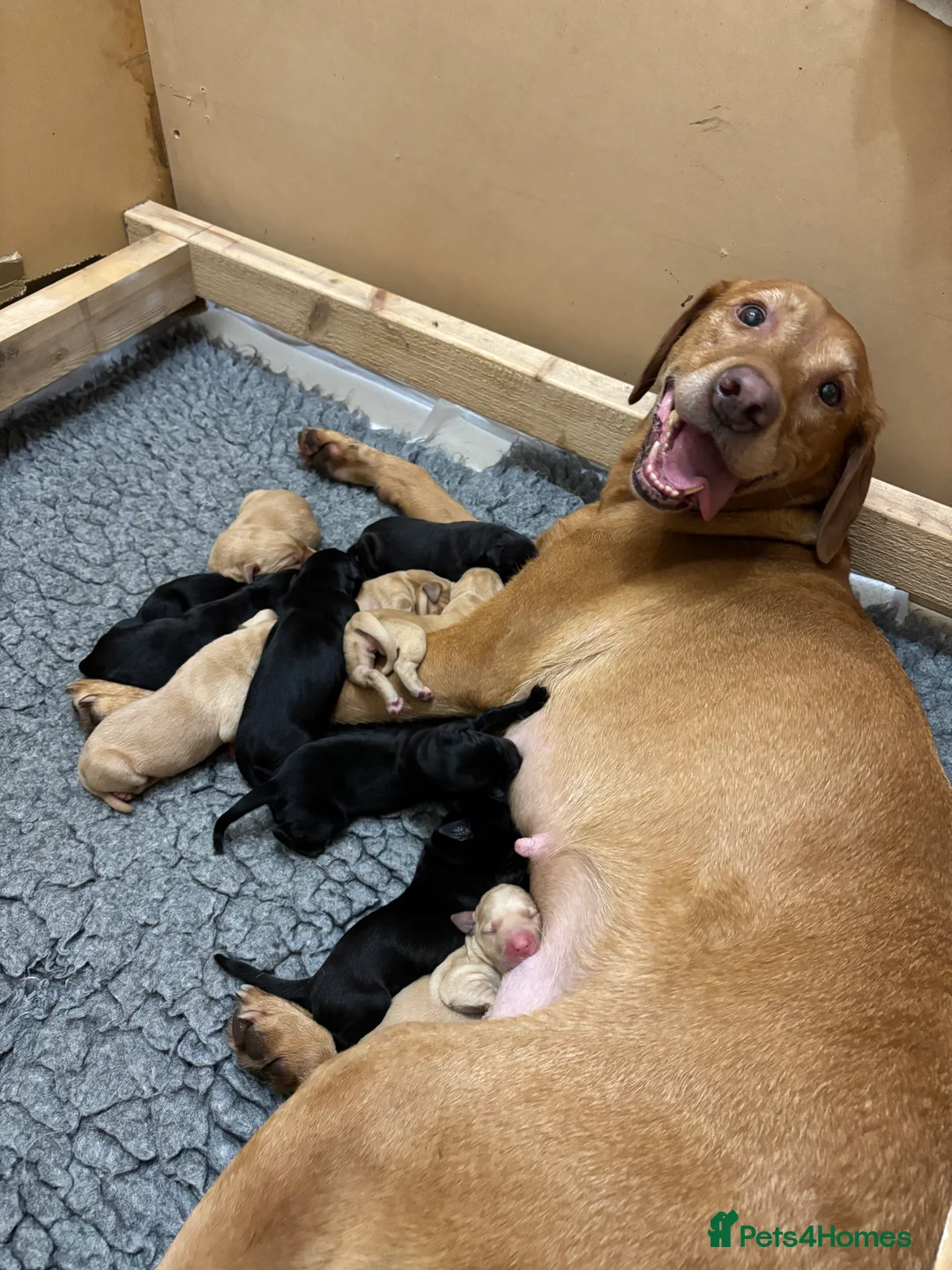 Labrador Retriever dogs for sale: Ready now! Beautiful Labrador pups (KC Reg) - Advert 20
