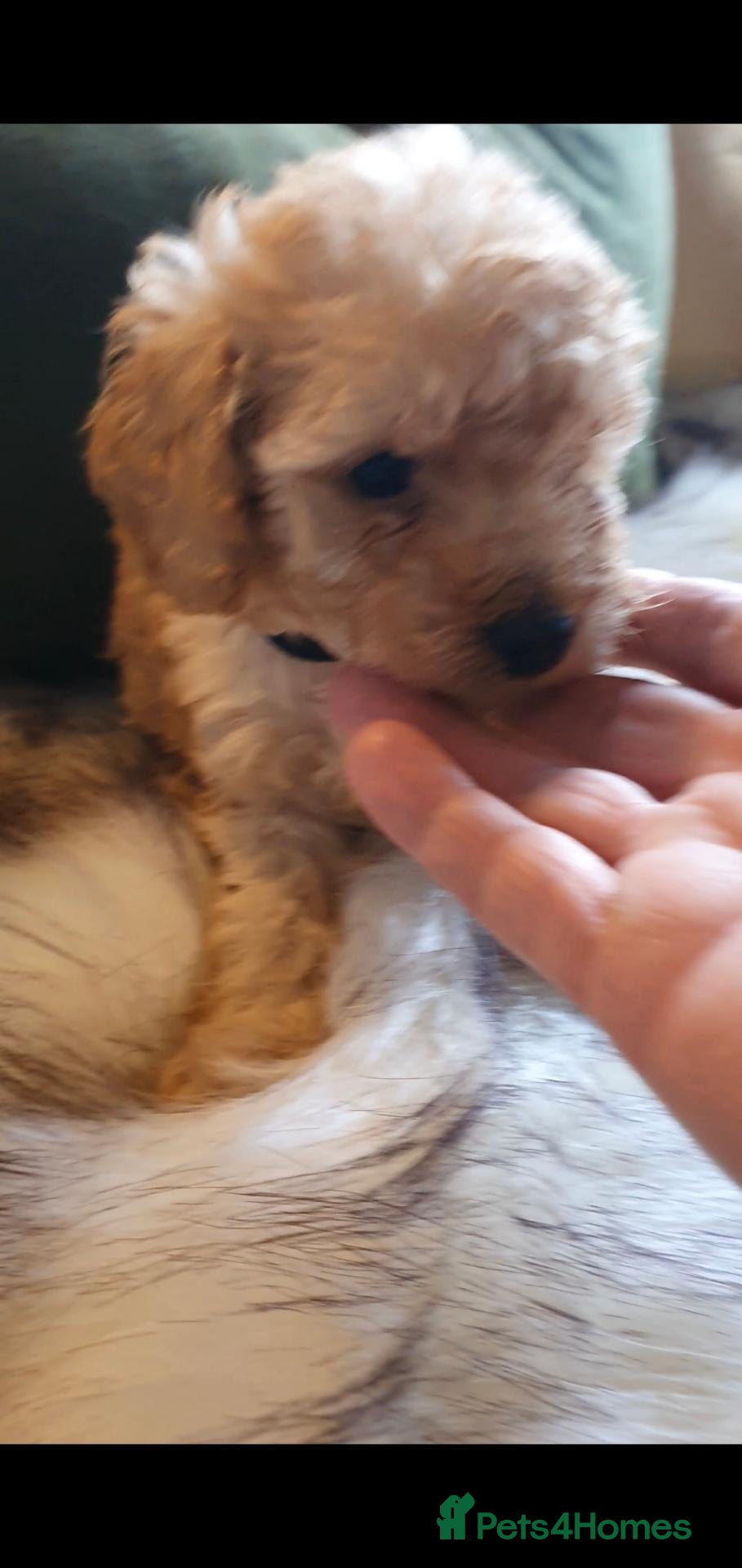 Toy Poodle dogs Tiny Toy Poodle puppies both parents health tested - Advert 1