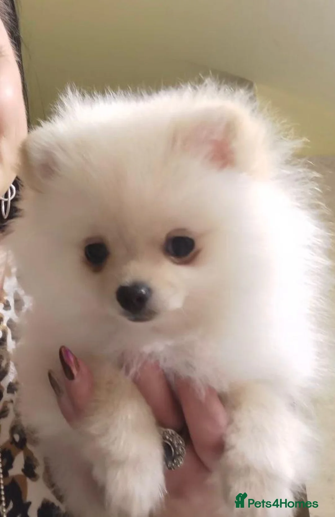 Pomeranian dogs for sale: White/cream Pomeranian puppies  - Advert 10
