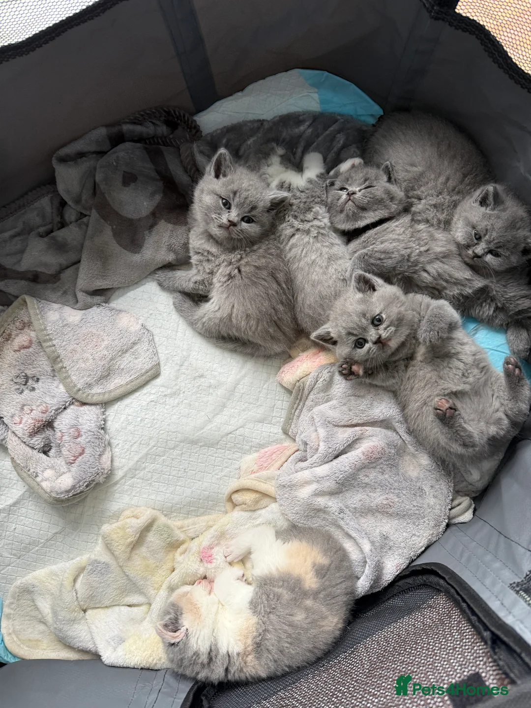 British Shorthair cats for sale: Stunning GCCF BSH - Tortie and Bi colour  - Advert 2