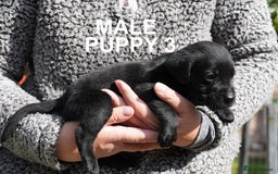 Labrador Retriever dogs for sale: Labrador retrievers chocolate and black KC reg - Image 6