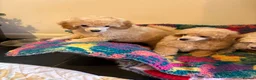 Toy Poodle dogs for sale: ⭐️ Licensed Breeder ⭐️ KC Toy Poodles - Advert 4