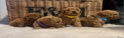 Cavapoo dogs for sale: Double curly coat cavapoo pups - Advert 4