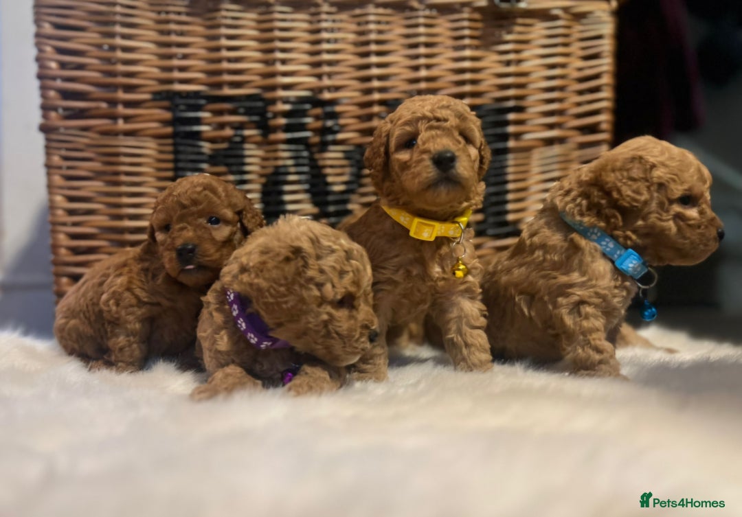 Cavapoo dogs for sale: Double curly coat cavapoo pups - Advert 4