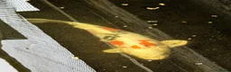 Koi Carp fish for sale: 3 Stunning Koi carp  - Advert 8