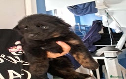 Mixed Breed dogs for sale: Rottie/German shepherd/Belgian malinonis - Image 9
