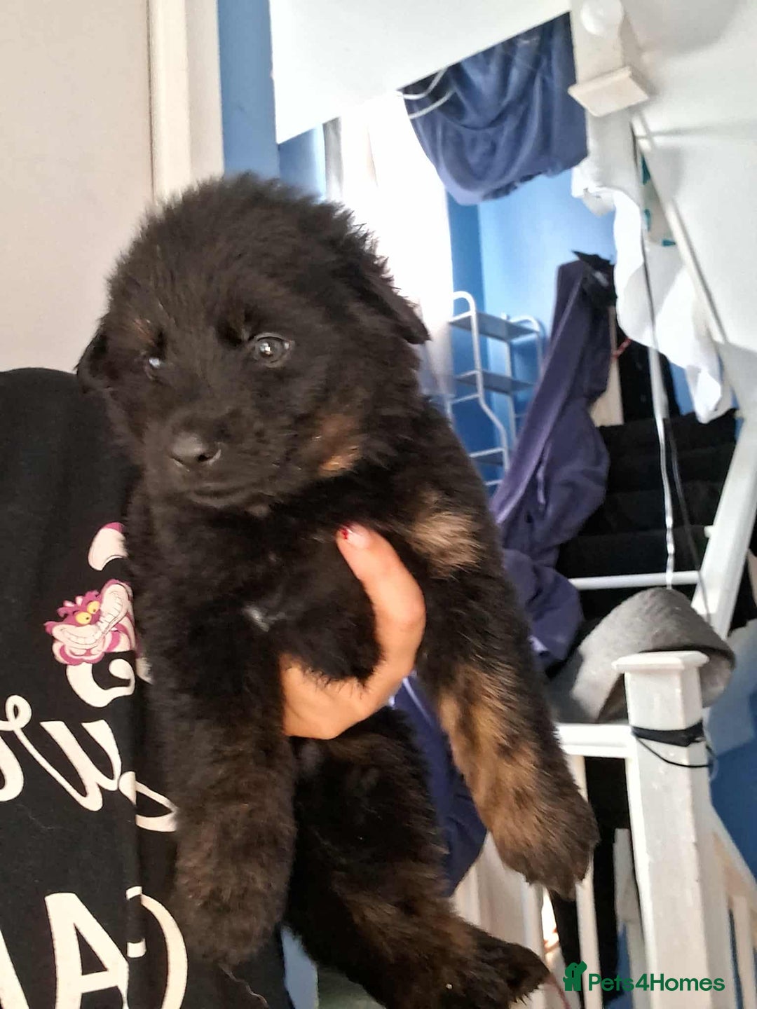Mixed Breed dogs for sale: Rottie/German shepherd/Belgian malinonis - Image 9