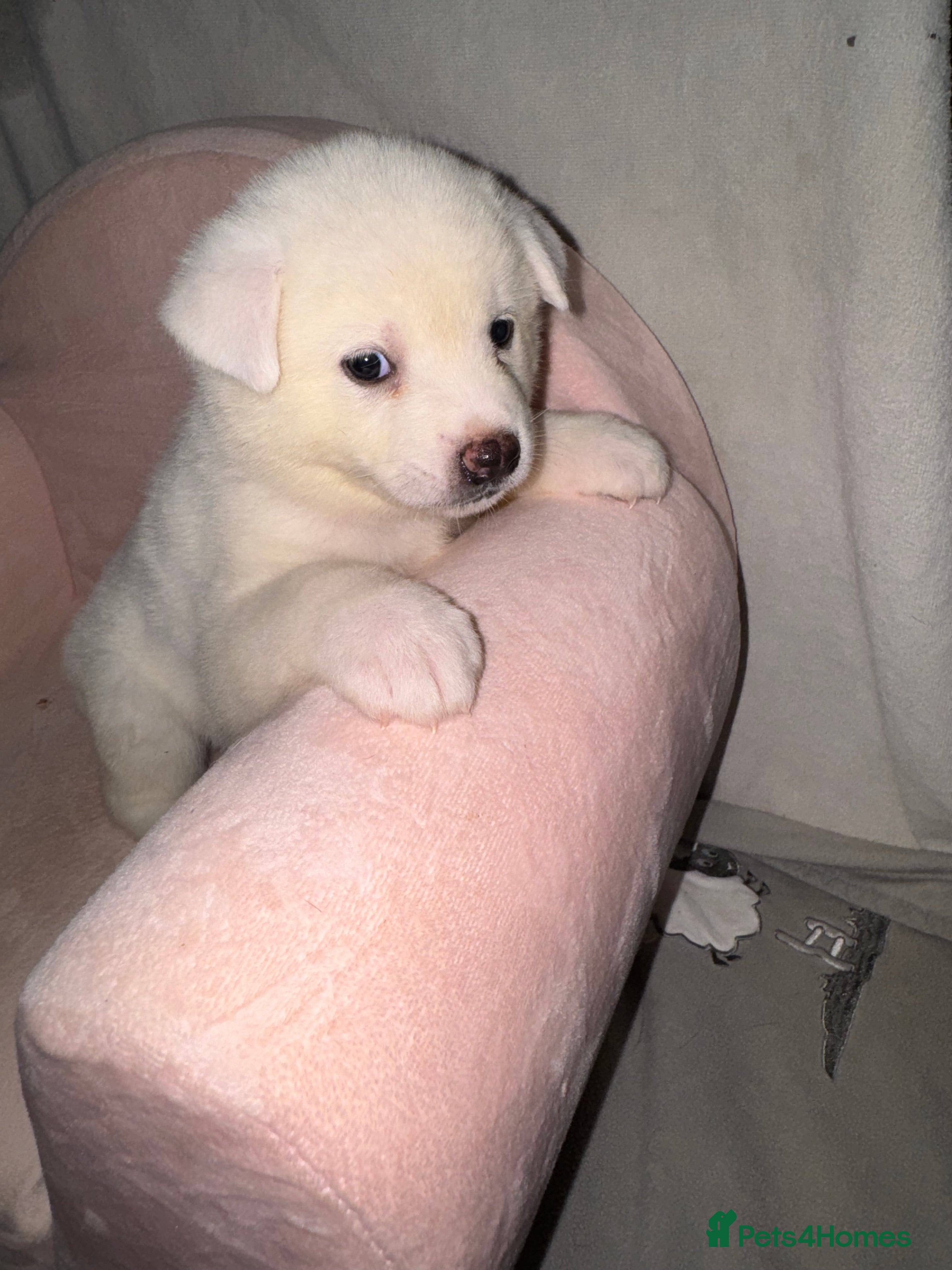 Japanese Akita Inu dogs 5 Japanese Akita Puppies Left  - Advert 5