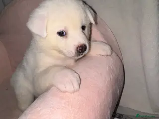 Japanese Akita Inu dogs 5 Japanese Akita Puppies Left - Advert 5