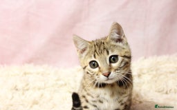 Bengal cats for sale: 🔥Stunning Bengal Kittens Available🔥 - Image 17