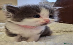Ragdoll cats for sale: Ragdoll x BSH kittens (individually priced) - Image 2