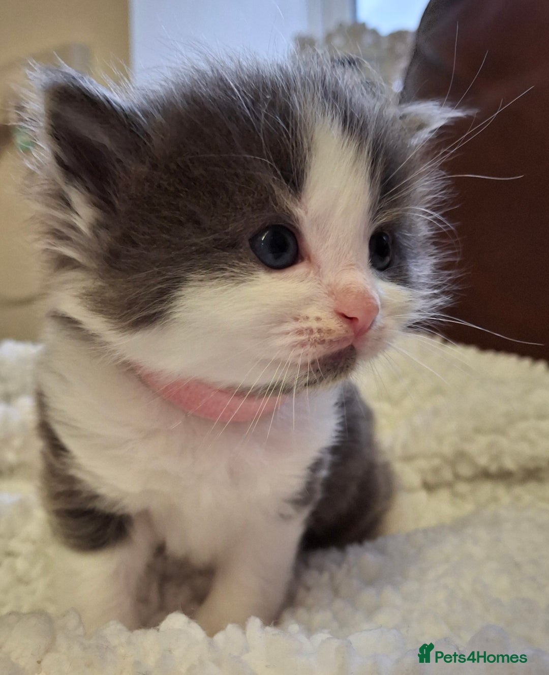 Ragdoll cats for sale: Ragdoll x BSH kittens (individually priced) - Image 2