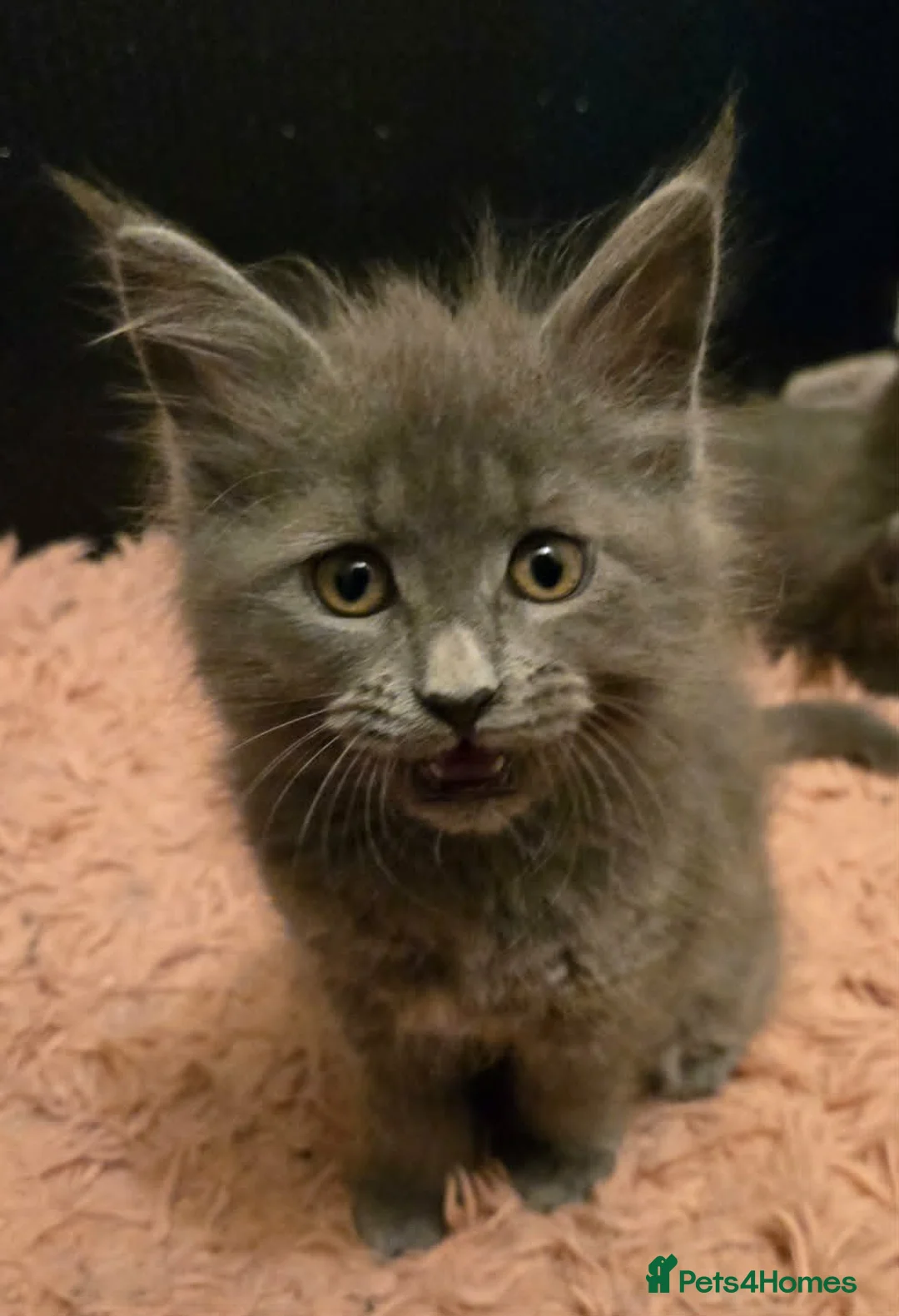 Maine Coon cats for sale: GCCF Blue Maine Coon litter  - Advert 2