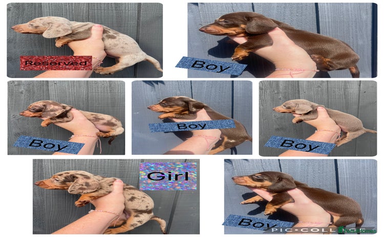 Dachshund dogs - Advert 11