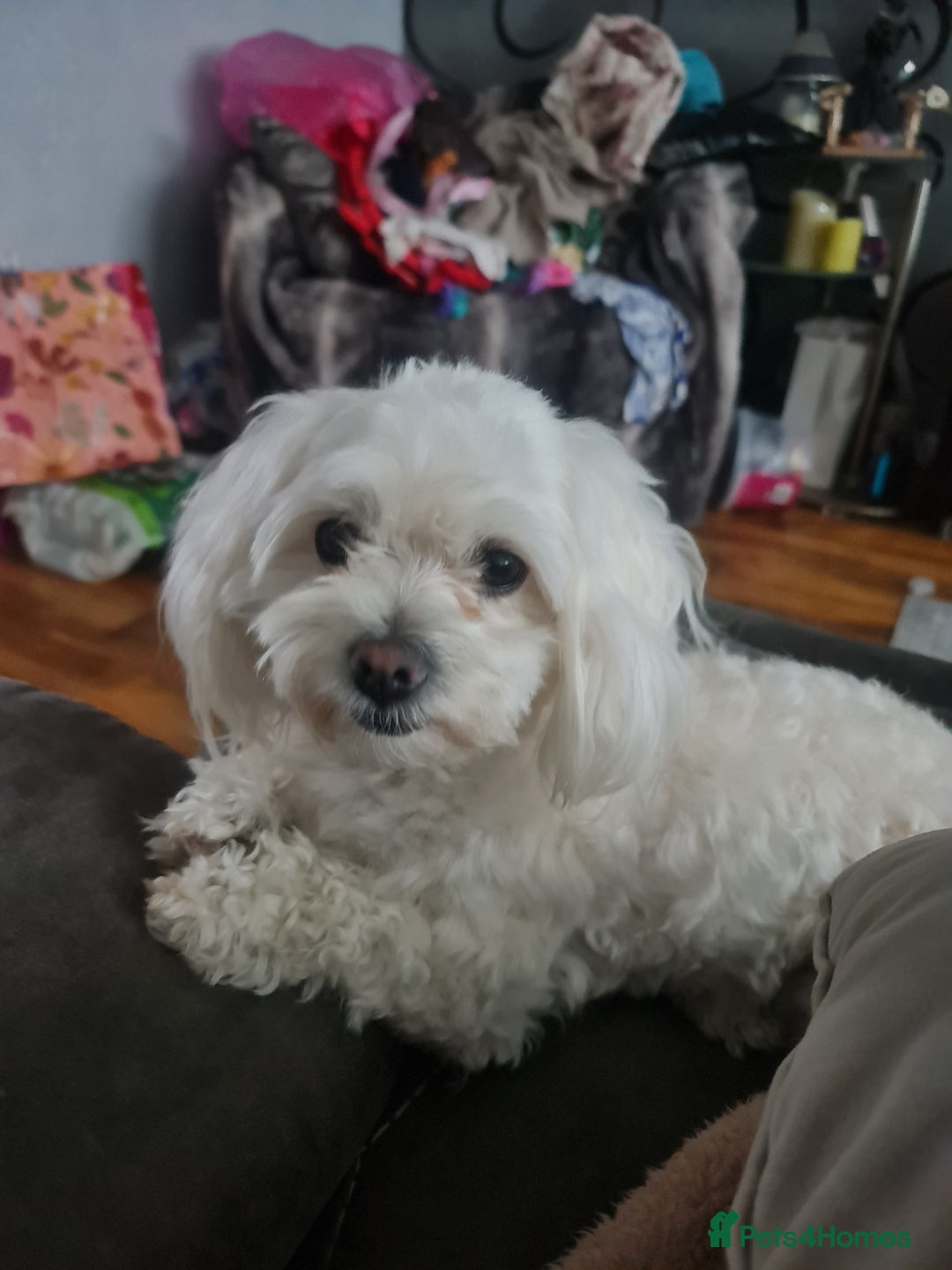 Maltipoo dogs for sale: Multipoo boy - Image 10