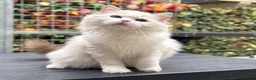 Ragdoll cats for sale: Last litter girl ready to leave  - Advert 3