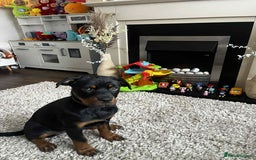 Rottweiler dogs for sale: Rotwailer Girl - Image 6