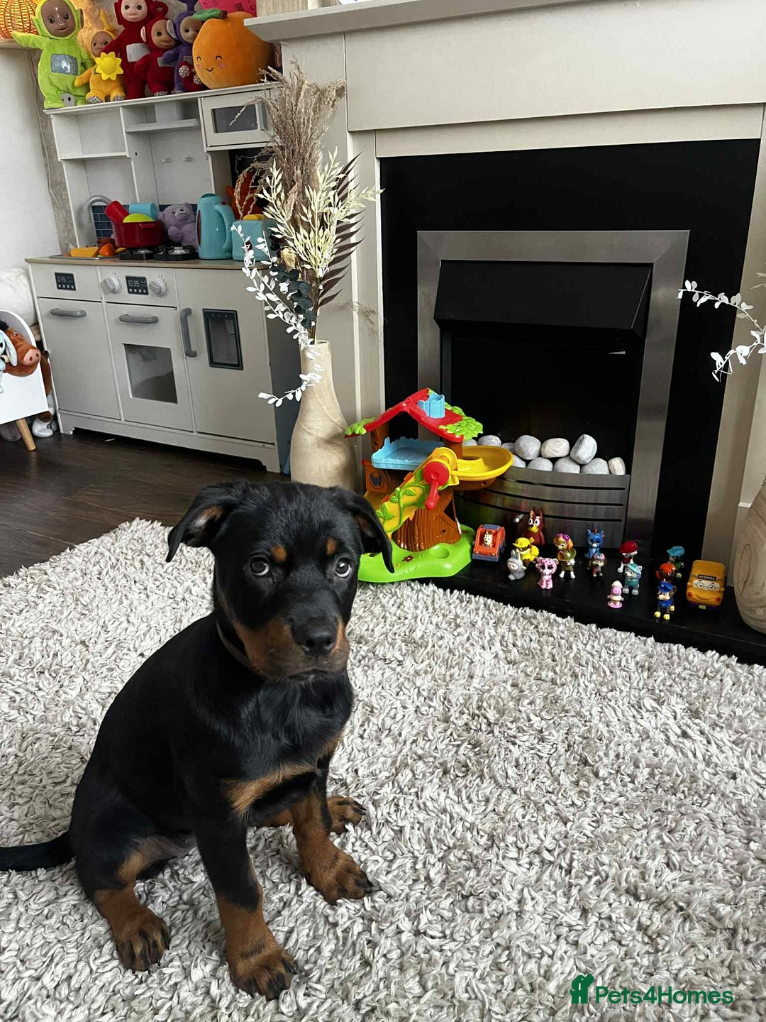 Rottweiler dogs for sale: Rotwailer Girl - Image 6