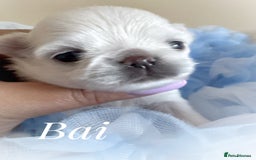 Chihuahua dogs for sale: KC qulity LC cream/white chihuahua puppies  - Image 6