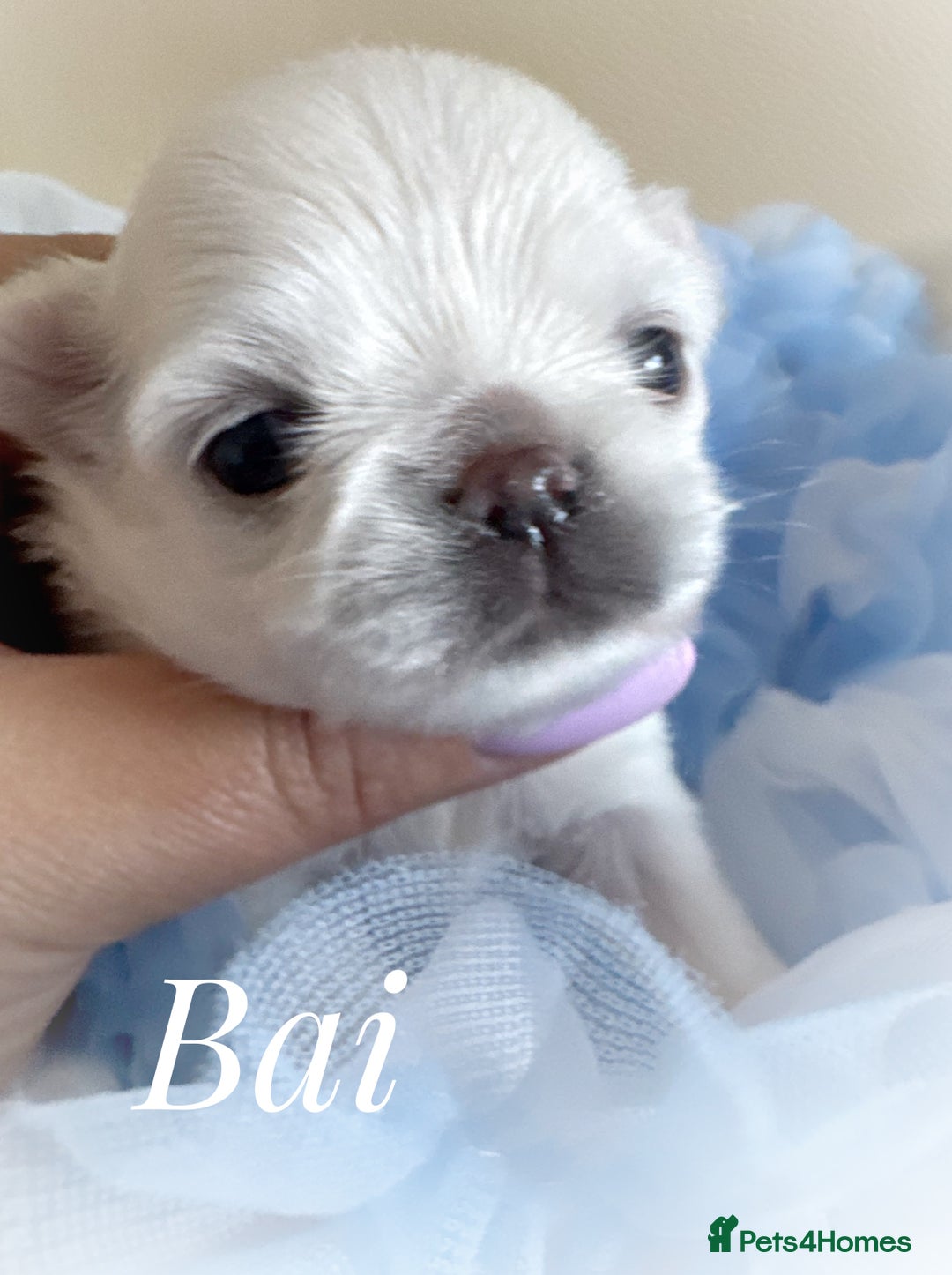 Chihuahua dogs for sale: KC qulity LC cream/white chihuahua puppies  - Image 6