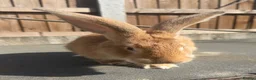 Continental Giant rabbits for sale: Giant ready to go now 12 weeks old  - Advert 6