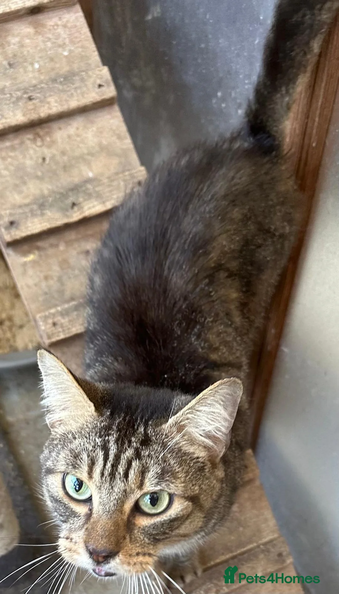 Mixed Breed cats for adoption: Mr Moo looking for a new home - Advert 2
