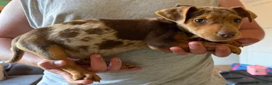 Jack Russell Puppy 8