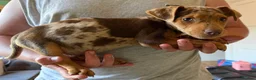 Jack Russell dogs for sale: Jack Russell puppy’s ready for their forever home  - Advert 3