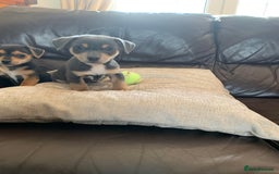 Jack Russell dogs for sale: Outstanding miniature Jack Russell puppies  - Image 11