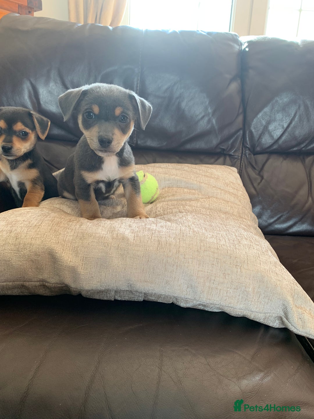 Jack Russell dogs for sale: Outstanding miniature Jack Russell puppies  - Image 11